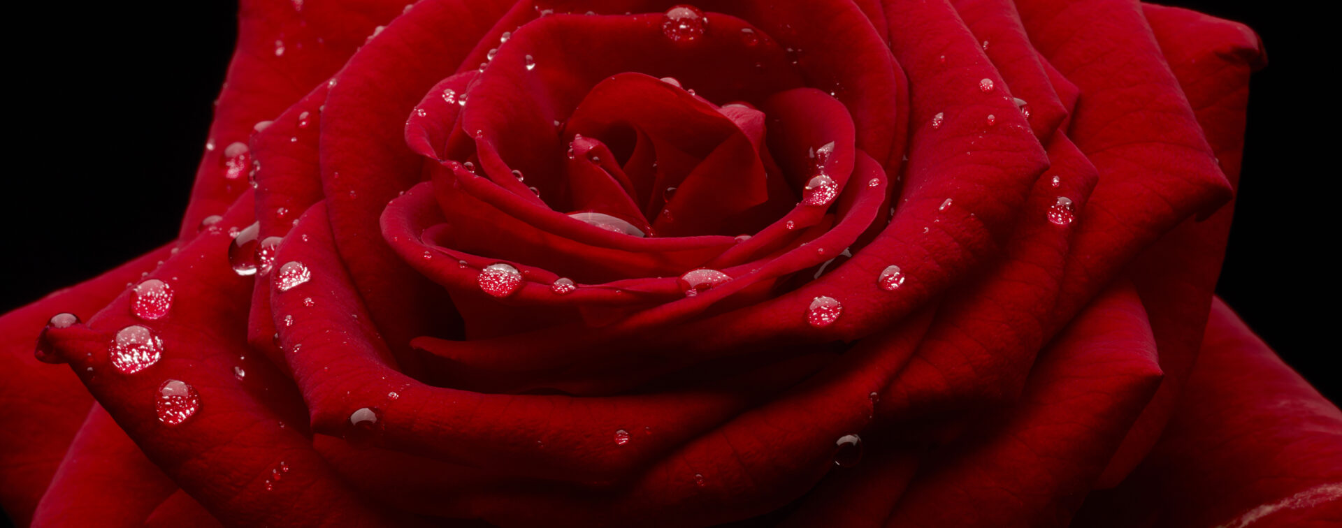 Rose - Arthur Recht